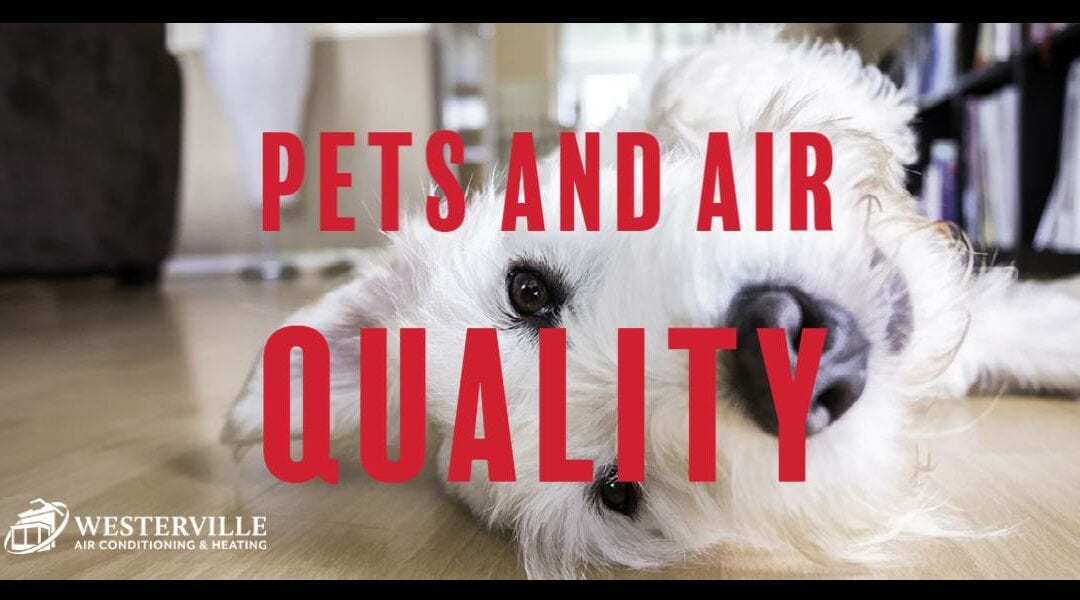 Pet Owners: How to Keep Pets and Keep Healthy Air Quality